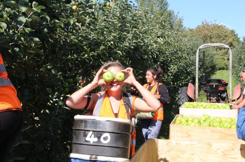 Broadwater Farm Job Summer Fruit Picking